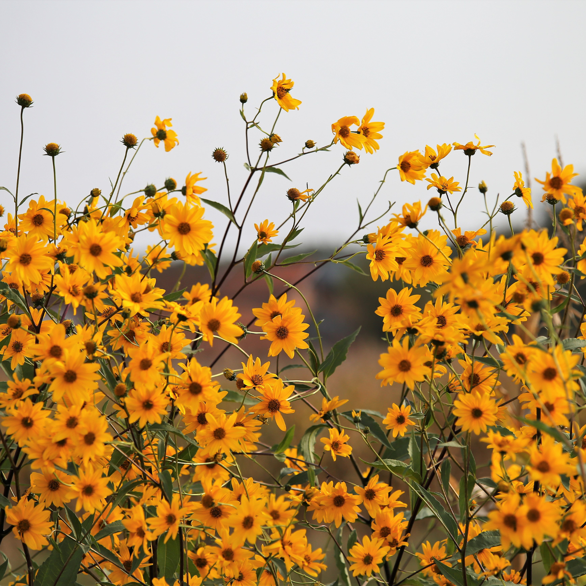 product.arnica-montana.png